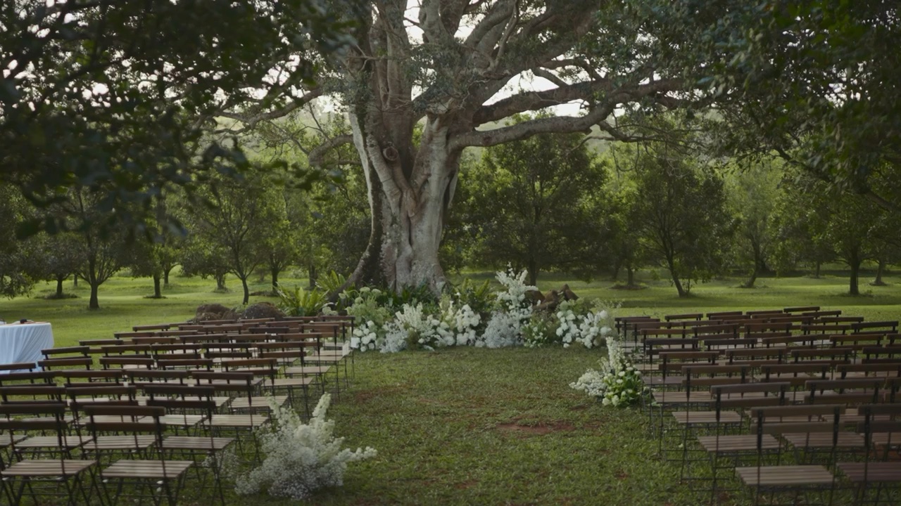 Wedding ceremony beneath the fig tree at Tides Byron Estate